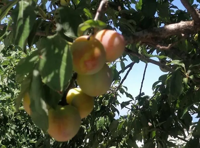 ヴィラ Angela Dhrousha